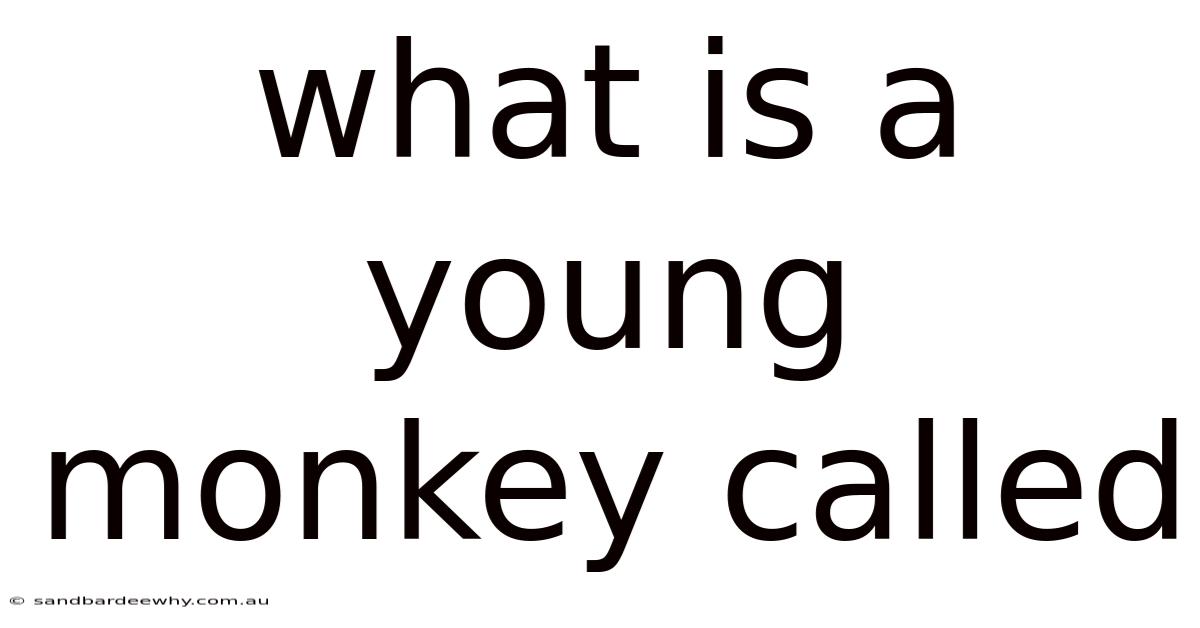 What Is A Young Monkey Called