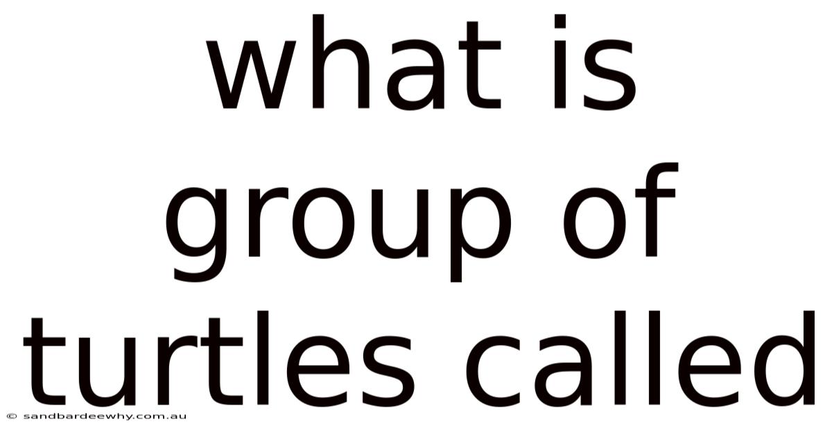 What Is Group Of Turtles Called