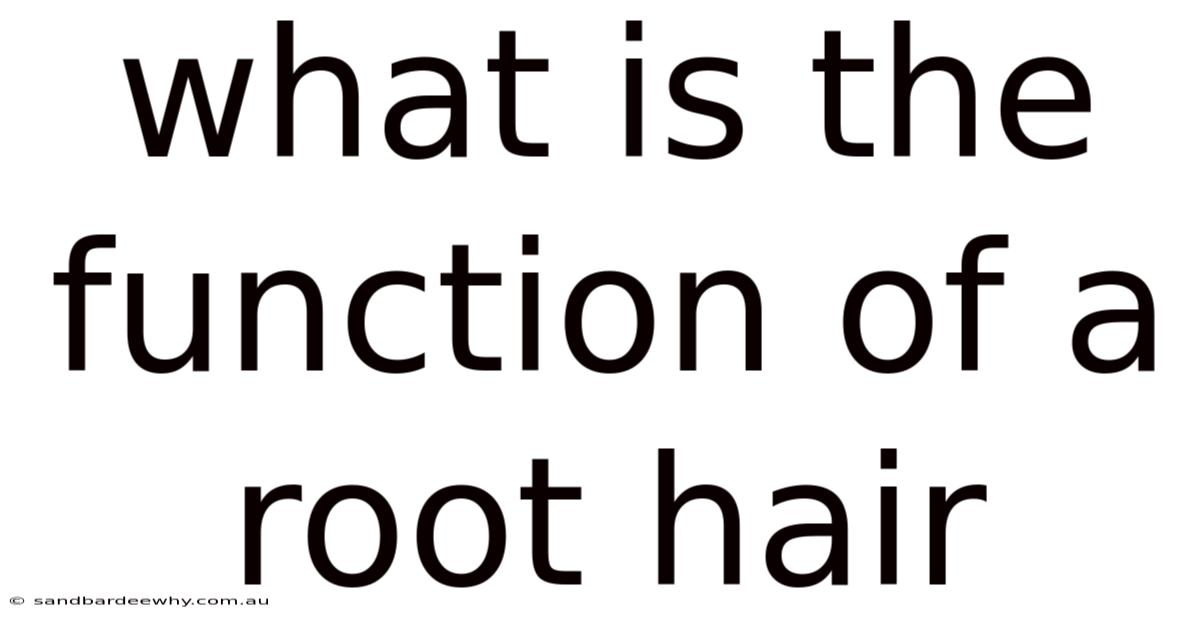 What Is The Function Of A Root Hair