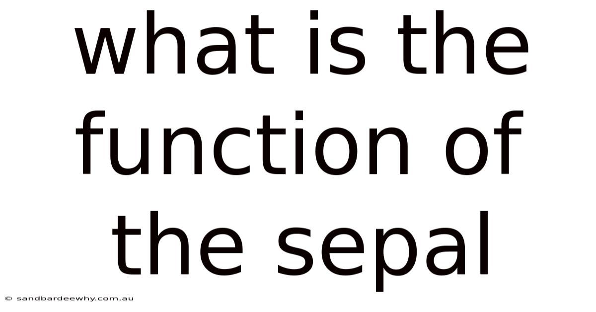 What Is The Function Of The Sepal