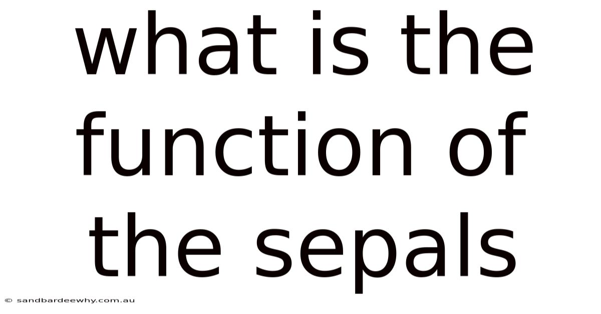 What Is The Function Of The Sepals