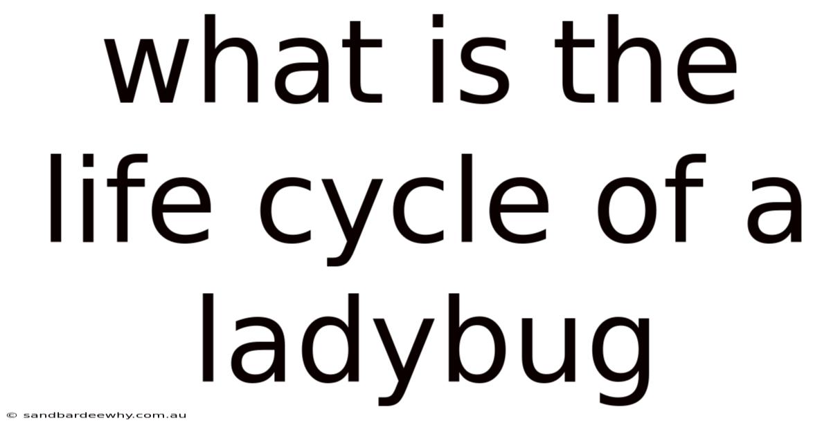 What Is The Life Cycle Of A Ladybug