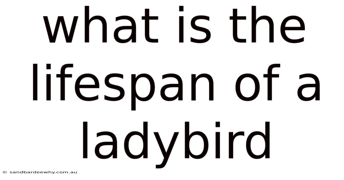 What Is The Lifespan Of A Ladybird