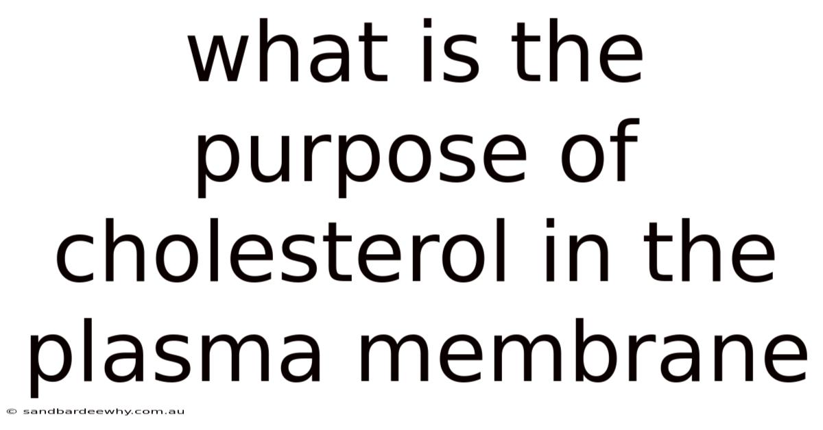 What Is The Purpose Of Cholesterol In The Plasma Membrane