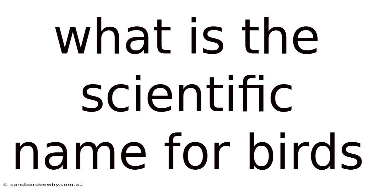 What Is The Scientific Name For Birds