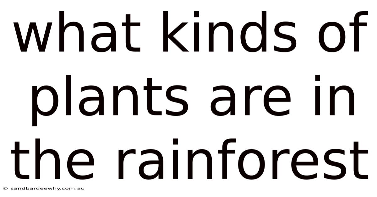 What Kinds Of Plants Are In The Rainforest