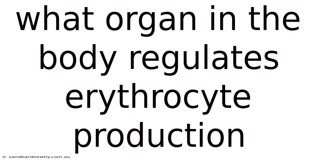 What Organ In The Body Regulates Erythrocyte Production