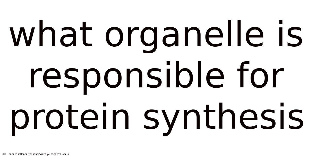 What Organelle Is Responsible For Protein Synthesis