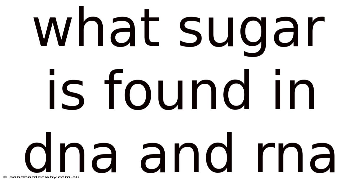 What Sugar Is Found In Dna And Rna