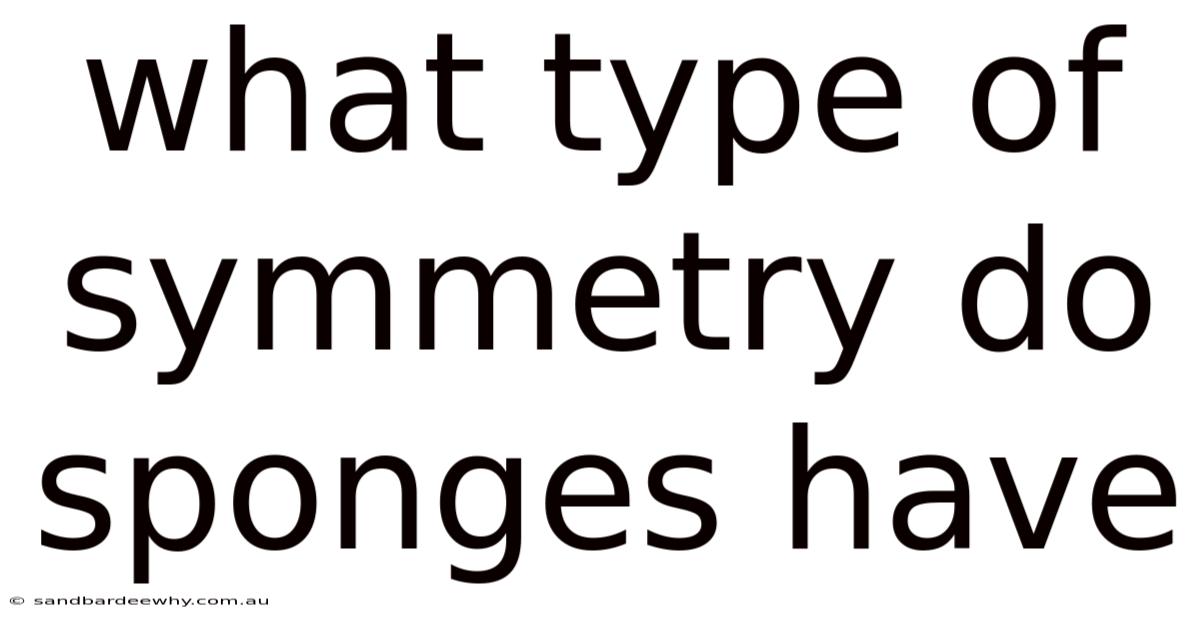 What Type Of Symmetry Do Sponges Have