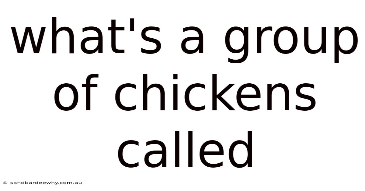 What's A Group Of Chickens Called