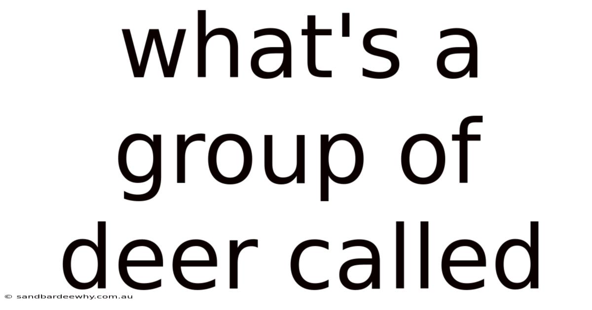 What's A Group Of Deer Called