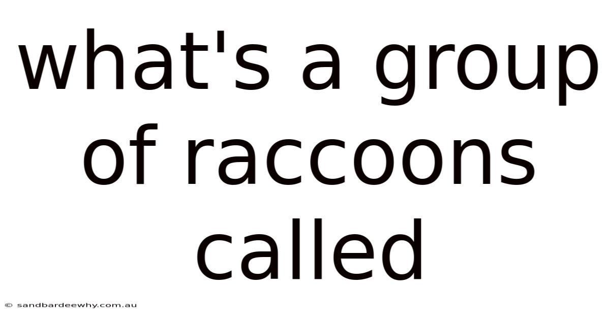 What's A Group Of Raccoons Called