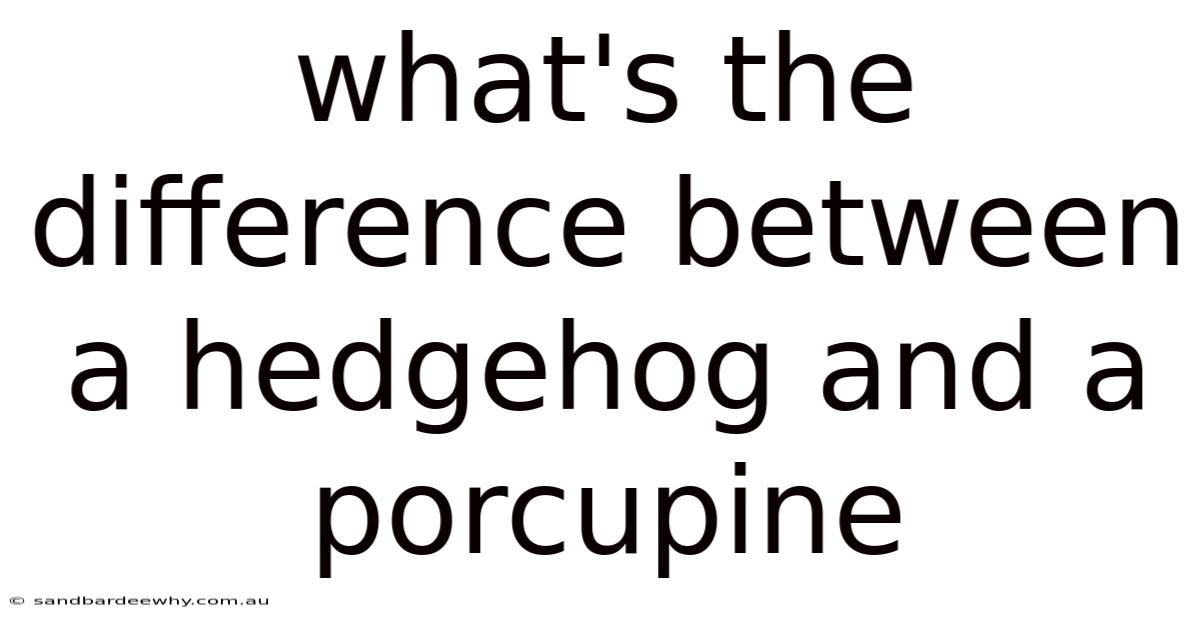 What's The Difference Between A Hedgehog And A Porcupine