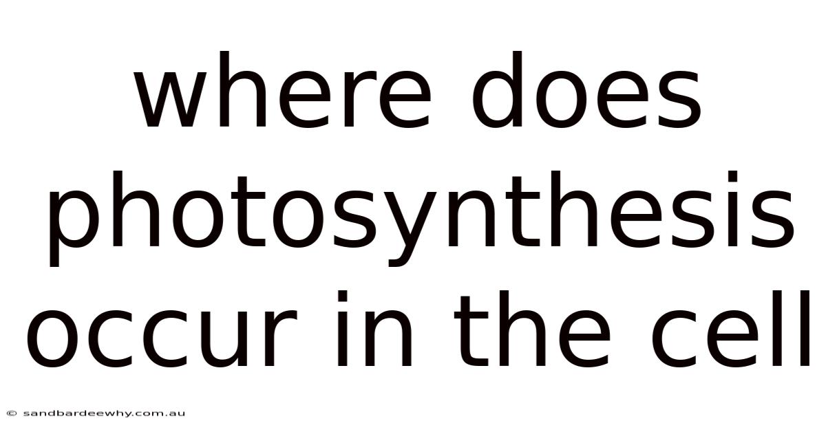 Where Does Photosynthesis Occur In The Cell