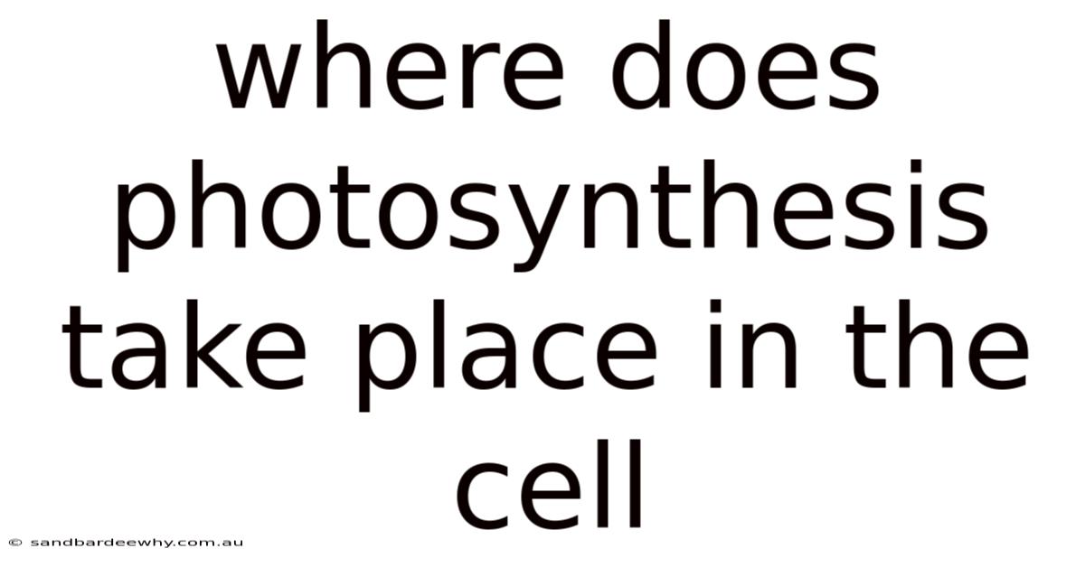 Where Does Photosynthesis Take Place In The Cell