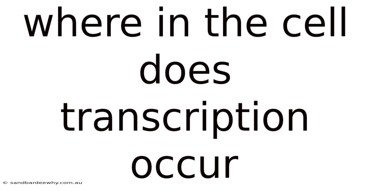 Where In The Cell Does Transcription Occur