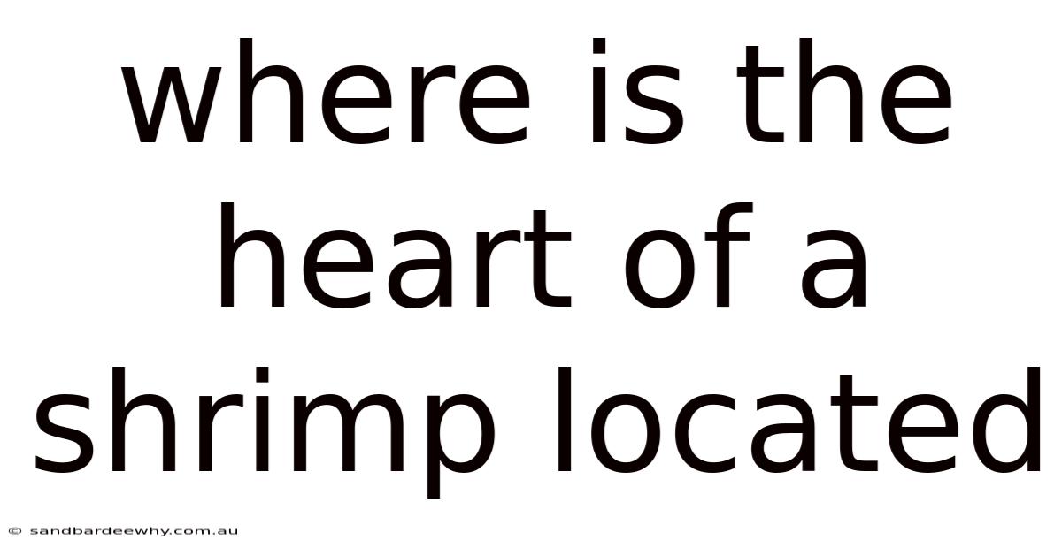 Where Is The Heart Of A Shrimp Located