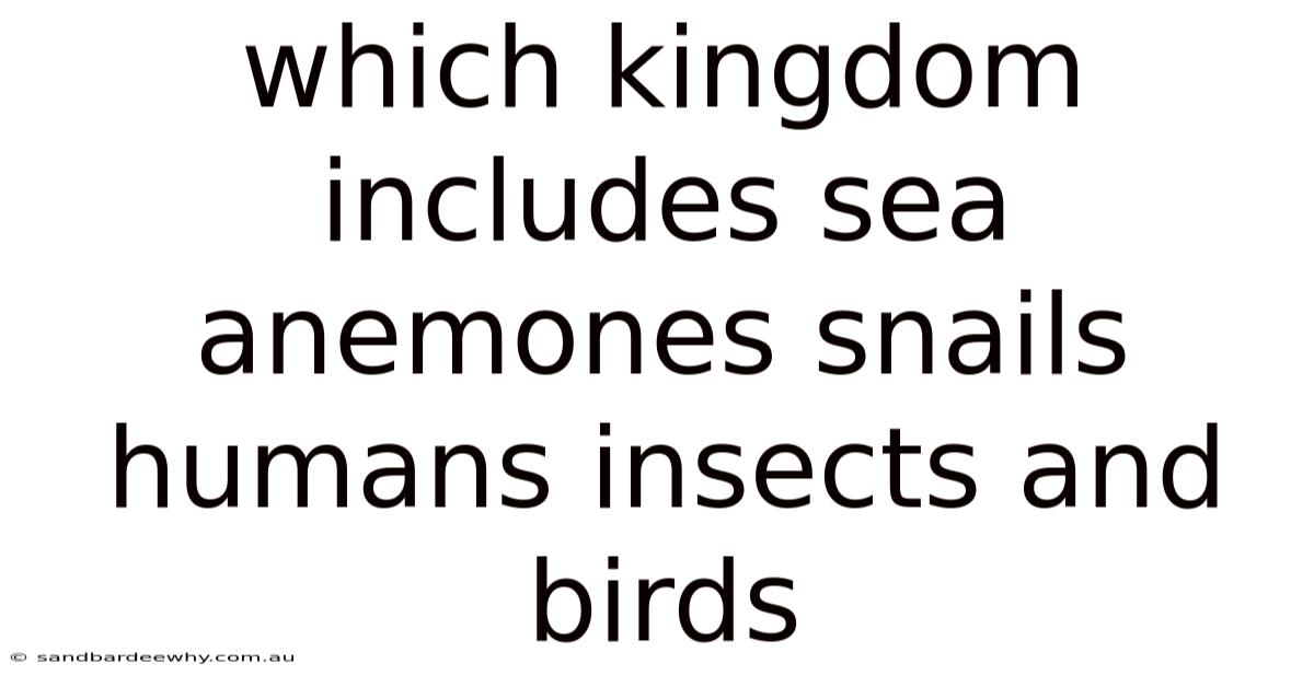 Which Kingdom Includes Sea Anemones Snails Humans Insects And Birds