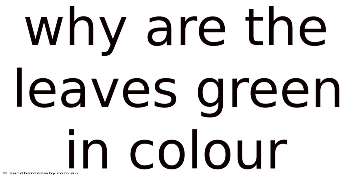 Why Are The Leaves Green In Colour