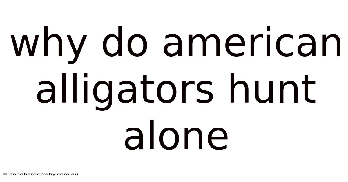 Why Do American Alligators Hunt Alone