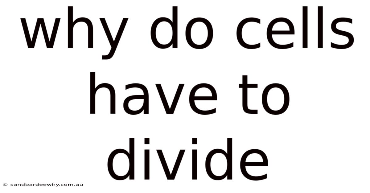 Why Do Cells Have To Divide