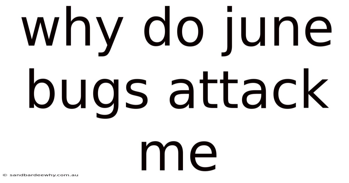 Why Do June Bugs Attack Me