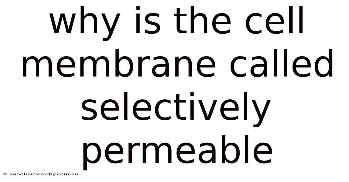 Why Is The Cell Membrane Called Selectively Permeable