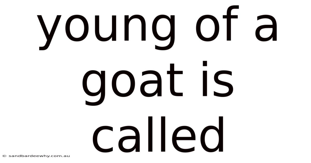 Young Of A Goat Is Called